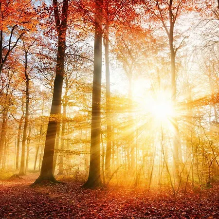 Veluwshof Holidays Luxe With Private Jacuzzi's - Swimmingpool - Tennis Court - Bowling - Supermarket And Children Entertainment Village de vacances Hoenderloo